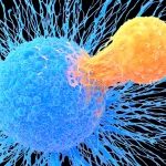 T cells as killers