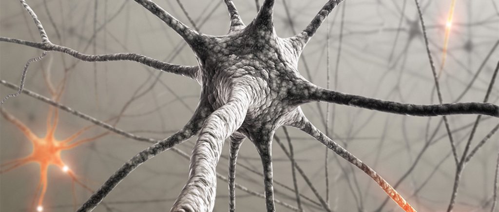 Forscher beobachten Veränderung der Synapsen bei Gedächtnisbildung
