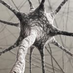 Forscher beobachten Veränderung der Synapsen bei Gedächtnisbildung